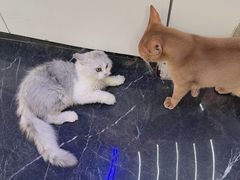 -小猫来了·猫咪专售(红山六九七九店)