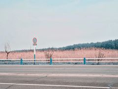 -合肥滨湖国家森林公园