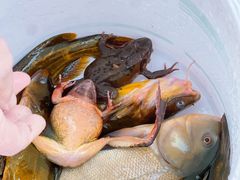 -庆岭迎宾园正宗活鱼馆