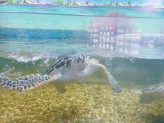 -苏州海洋馆