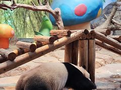 -广州长隆野生动物世界