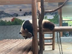 -西安秦岭野生动物园