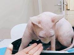 -美联众合爱康动物医院•复杂内科•肿瘤科•牙科•腔镜诊疗中心