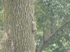 -神光山国家森林公园