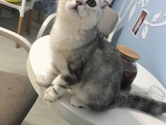 -喵的天空名猫咖啡馆·撸猫·猫舍·用品