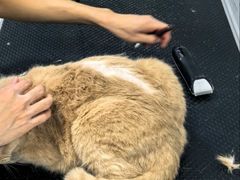 -乖乖宠物医院·猫科·急重症中心(车站北路分院)