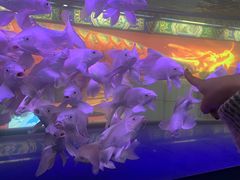 -中环花鸟鱼虫市场