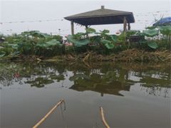 -同銮特种养殖场·龙虾垂钓