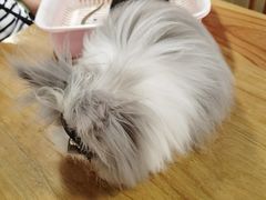 -藦茜花园宠物主题亲子互动体验馆(国顺东路店)