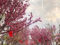 -莱阳濯村樱花园