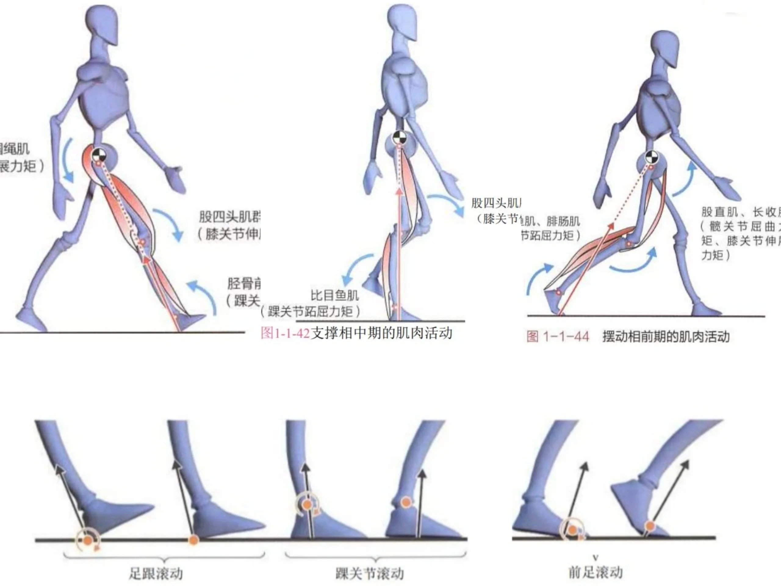 正确走路姿势7815改善下肢力线 腿直 臀翘