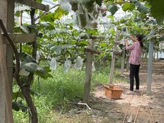 -马陆小张葡萄园农家乐