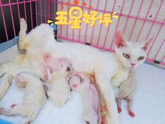 -十年猫舍·猫咪专门店(普陀店)