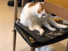 -平行世界·猫咖(首经贸店)