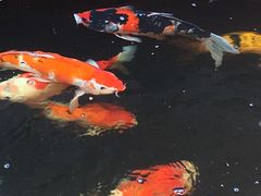 -侠成水上农庄(工业大道店)