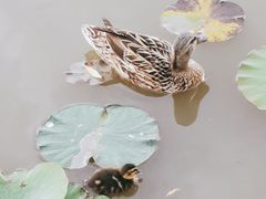 -莲花池公园