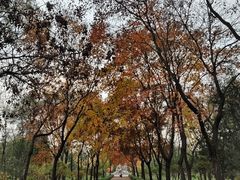 -森林公园(尖草坪区)