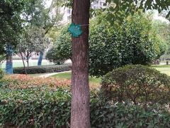 -南京市芳草园小学(凤凰校区)