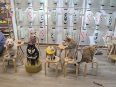 -柴迷FANS CLUB·柴犬狗咖·猫咖
