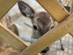 -萌宠亲子动物乐园(槐房万达店)