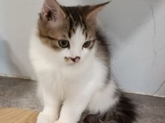 -楼上猫咖(罗湖店)