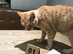 -藏猫猫咖啡主题馆(中央大道店)