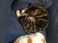 -猫的天空之城概念书店(苏州诚品店)