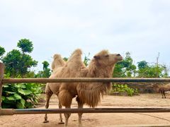 -海南热带野生动植物园