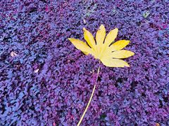 -西郊宾馆·1921餐厅