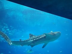 -珠海长隆海洋王国