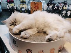 -喵屿·大理花园猫咖