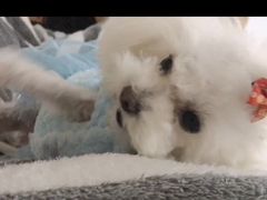 -艾吉宠物医院·疑难杂症转诊中心·猫友好(碧江路院)