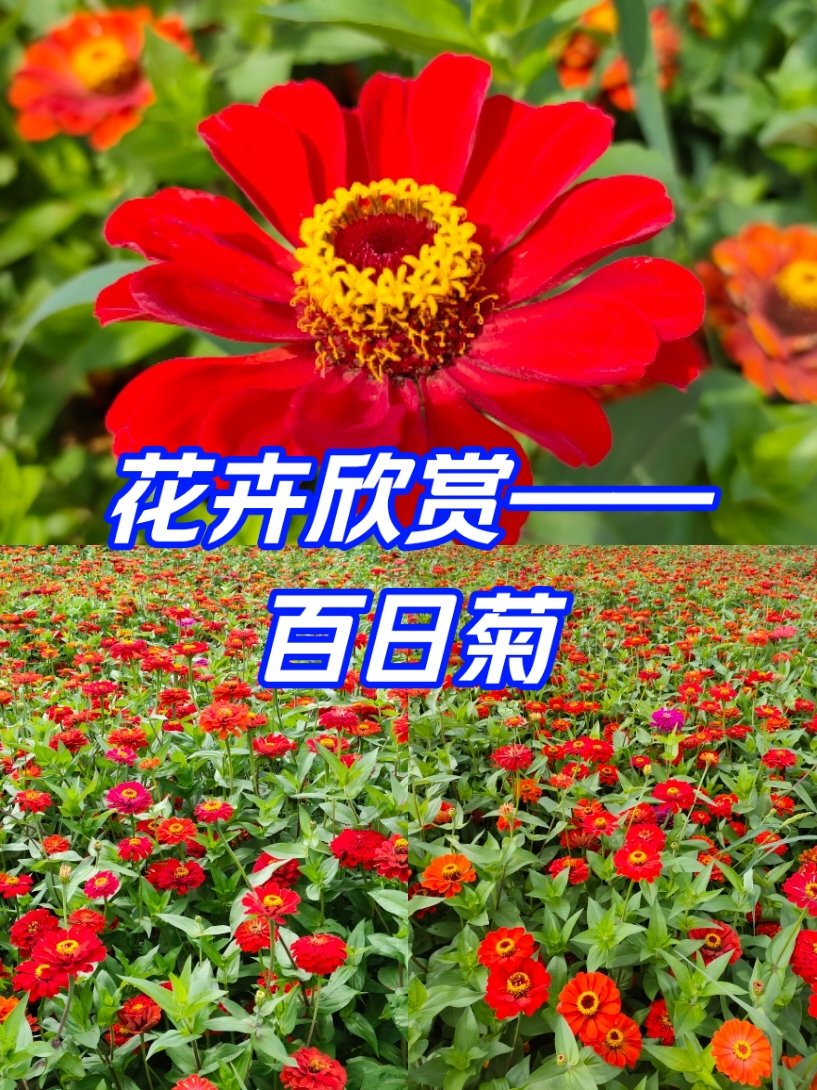 百日菊的花语和寓意图片