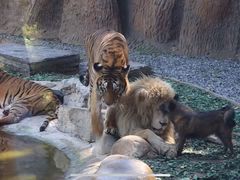 -北京野生动物园