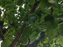 -长安上水缘度假庄园