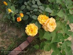 -石家庄市植物园