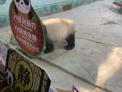 -灵玲国际马戏城