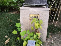 -广州神农草堂中医药博物馆