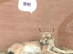 -青藏高原野生动物园