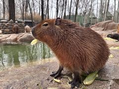 -北京野生动物园