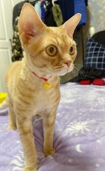 -周大福CHOW TAI FOOK(宝山苏宁易购店)