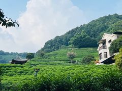 -阿巧茶庄