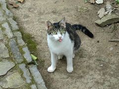 -上海佘山国家森林公园天马山园