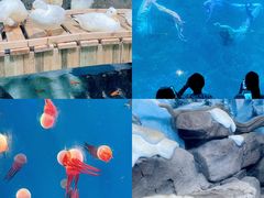 -海合安青岛极地海洋公园