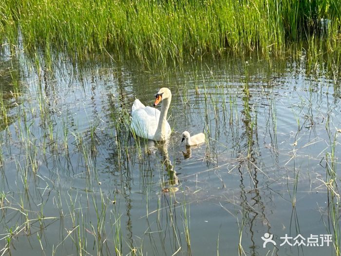 北龙湖湿地公园图片