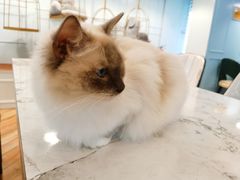 -遇见羊驼·奶狗咖·布偶猫咖·法斗柯基柴犬阿拉斯加(春熙路太古里IFS店)