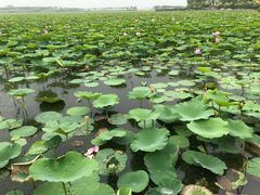 -天津东丽湖风景区