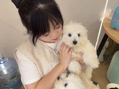 -翊宠yipet猫狗购宠庄园犬舍•猫舍