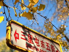 -三里屯东五街银杏大道