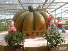 -观光南瓜园